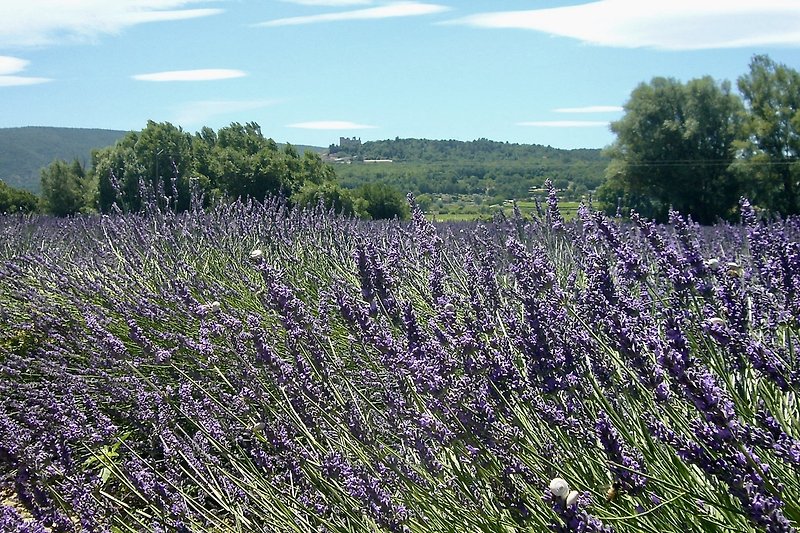 Lavendel - Luberon