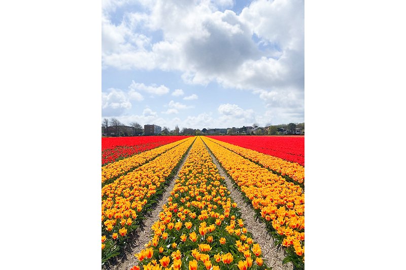 Bloemenvelden tulpenvelden bollenstreek Noordwijk!