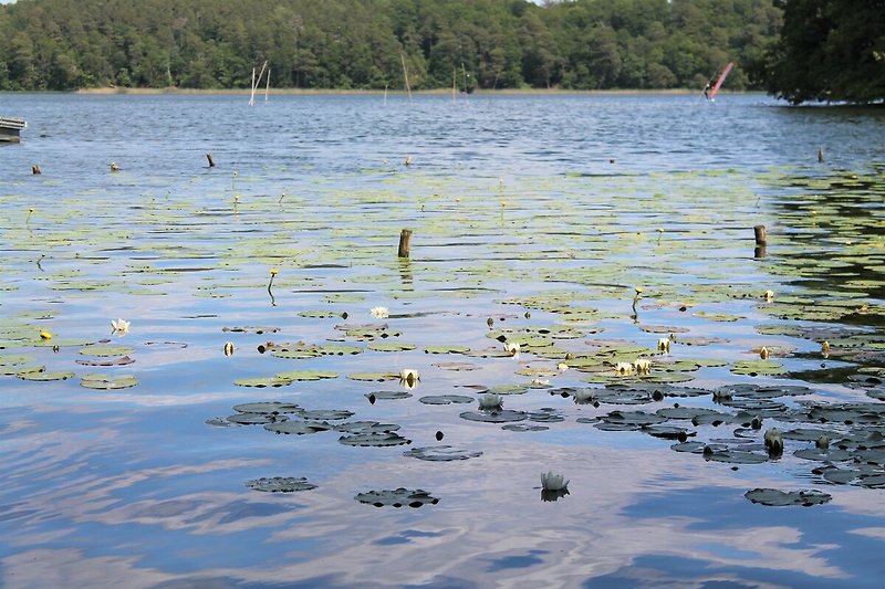 Wunderschöner See mit Pflanzen, Bäumen und spiegelnder Wasseroberfläche.