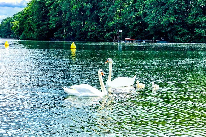 Ruhiger See mit Vögeln, grüner Uferlandschaft und spiegelnder Wasseroberfläche.