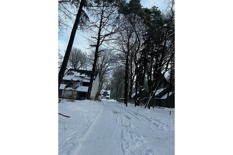 Prachtig winterlandschap met besneeuwde bomen en een kronkelende weg.