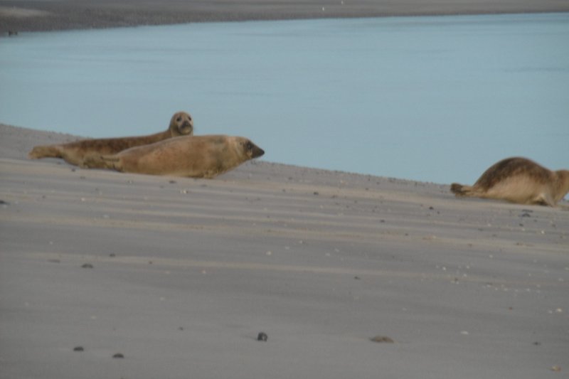 Une plage de sable fin bordée d'eau, avec des phoques jouant dans l'océan.