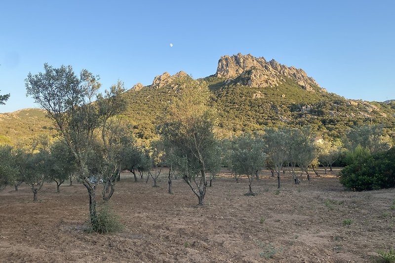 Grundstückseigener Olivenhain mit Bergpanorama
