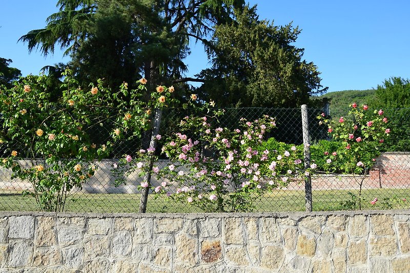 All'ingresso della casa, la fioritura delle rose e sullo sfondo un cedro del Libano secolare.