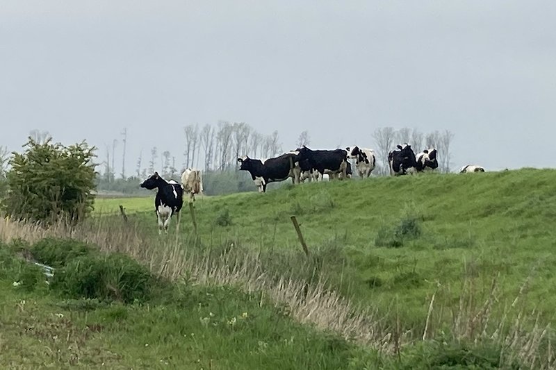 Achter ons huis ligt een oude dijk. De koeien houden ons gezelschap. Ze komen soms zelfs op bezoek