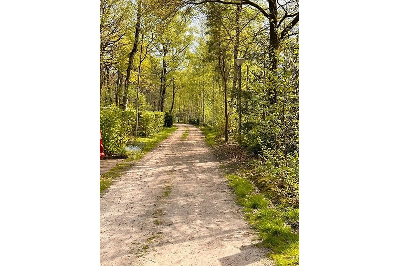 Een schilderachtig bos met een kronkelend pad en kleurrijke bladeren.