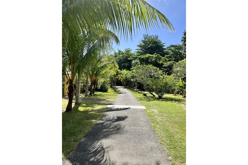 Una strada asfaltata circondata da piante tropicali e palme.