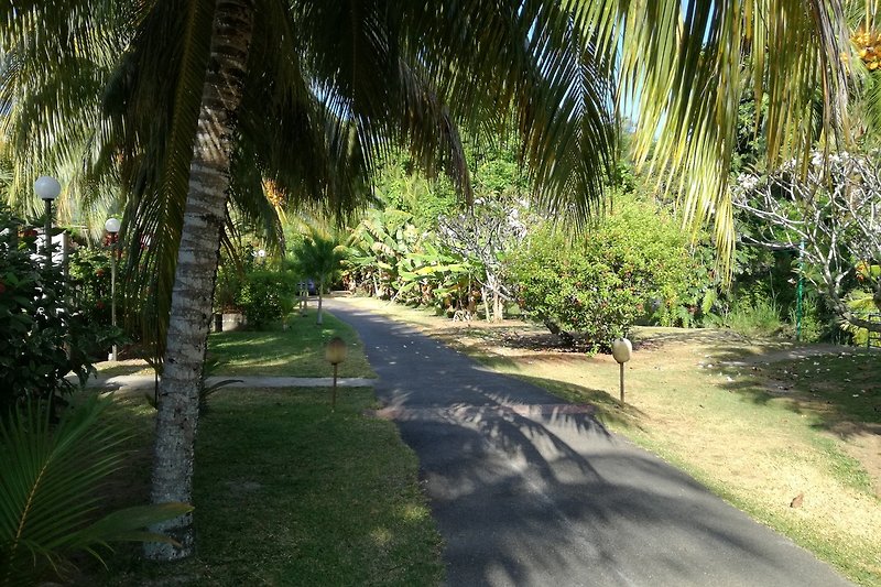 Eine schattige tropische Landschaft mit Palmen und üppiger Vegetation.