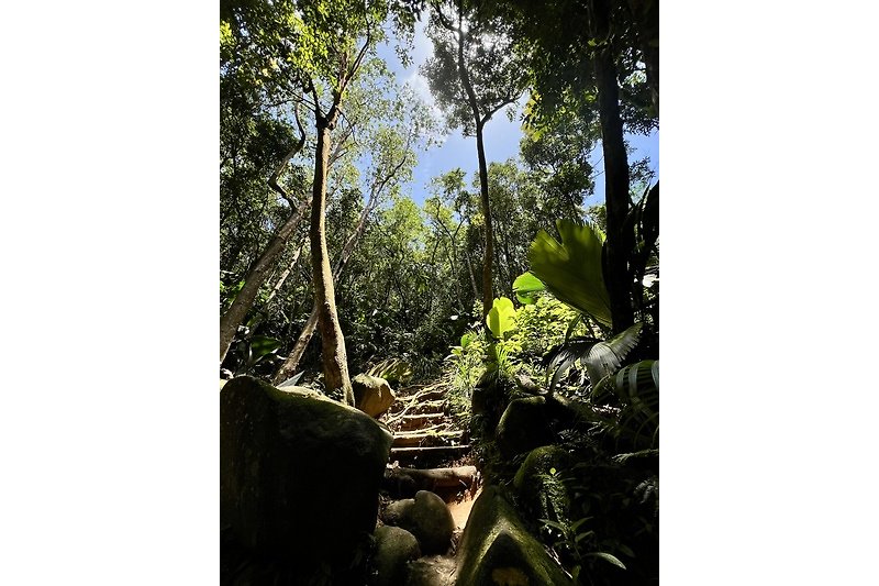 Una foresta tropicale con alberi, vegetazione lussureggiante e un ruscello.