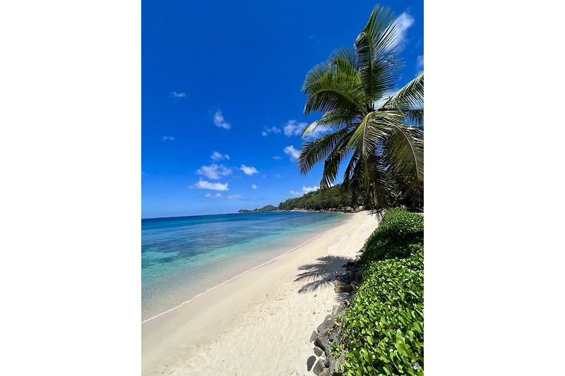 Una bellissima spiaggia tropicale con palme, onde e un cielo azzurro.