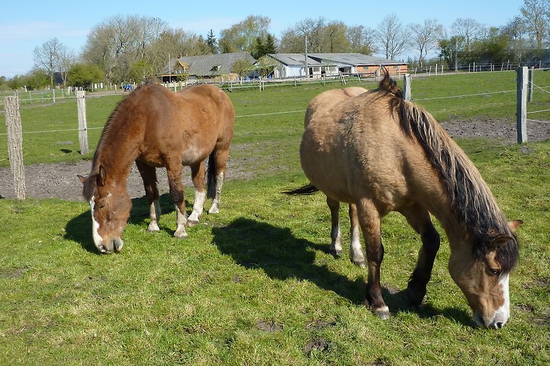 Pferde grasen friedlich unter blauem Himmel.