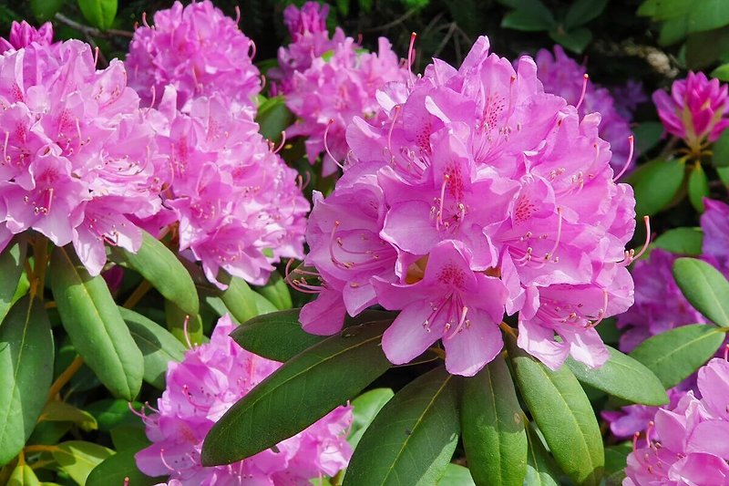 Herrliche Rhododendronblüten