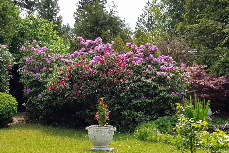 Rhododendronblüte im eigenen Garten