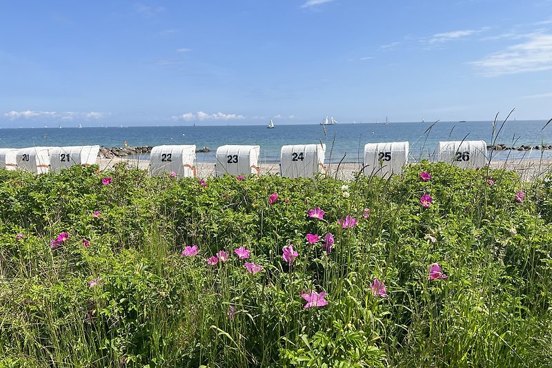 Schöne Landschaft mit blühenden Blumen, grünem Gras und blauem Himmel an der Ostsee.