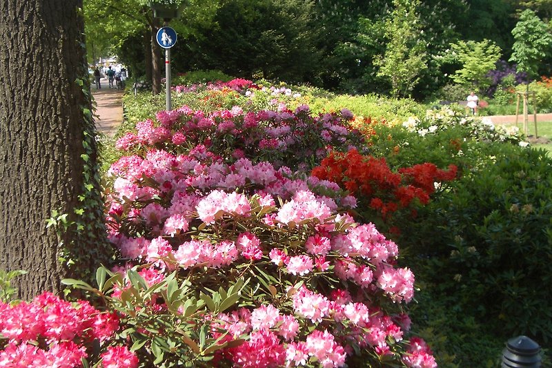 Die Bad Zwischenahner Rhododendronblüte ist überrregional bekannt!