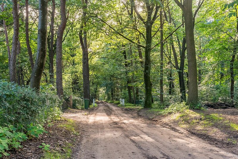 A tranquil forest path with lush vegetation and a dirt road.