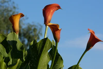Am Soederbring