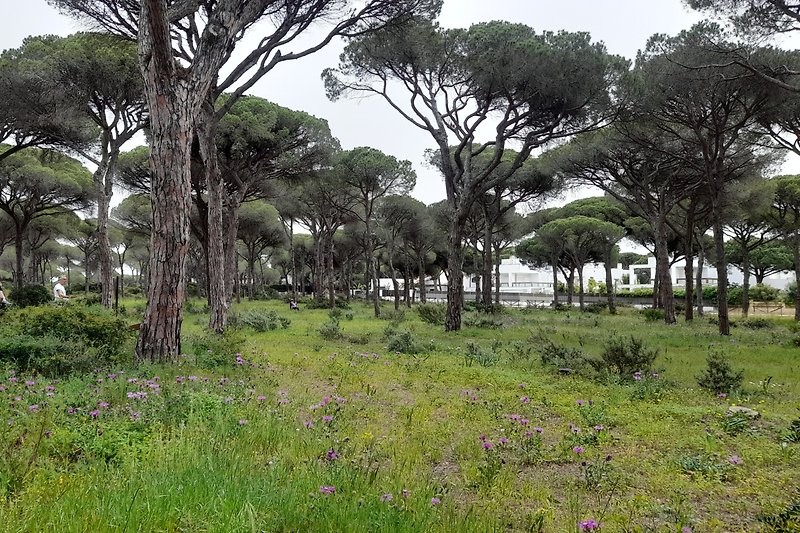 Im Park im Zentrum von Roche kann man zu jeder Jahreszeit Pinienbäume umarmen.