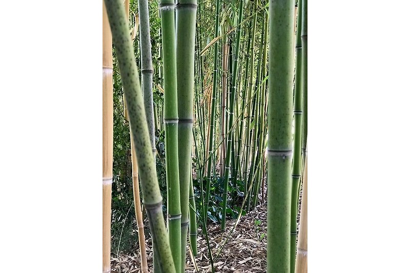 The bamboo garden