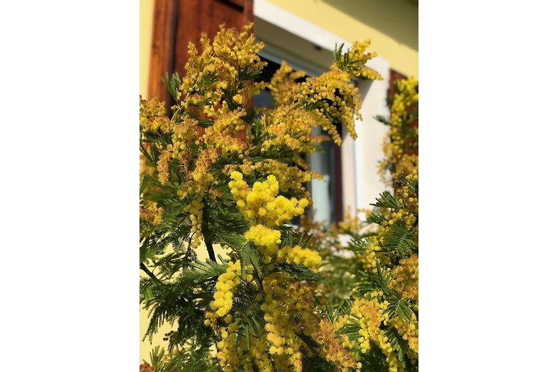 The mimosa in front of the cottage