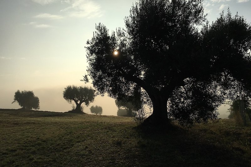 Ancient olive trees that surrond the Casale