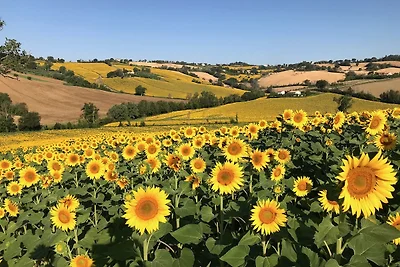 Gelso Casale VillaSofia Senigallia
