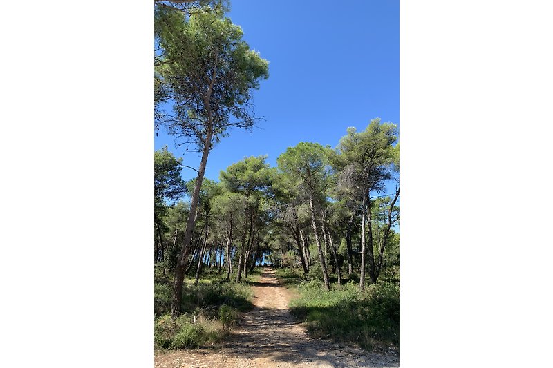 A pine trees path to the beach, 100m from the house