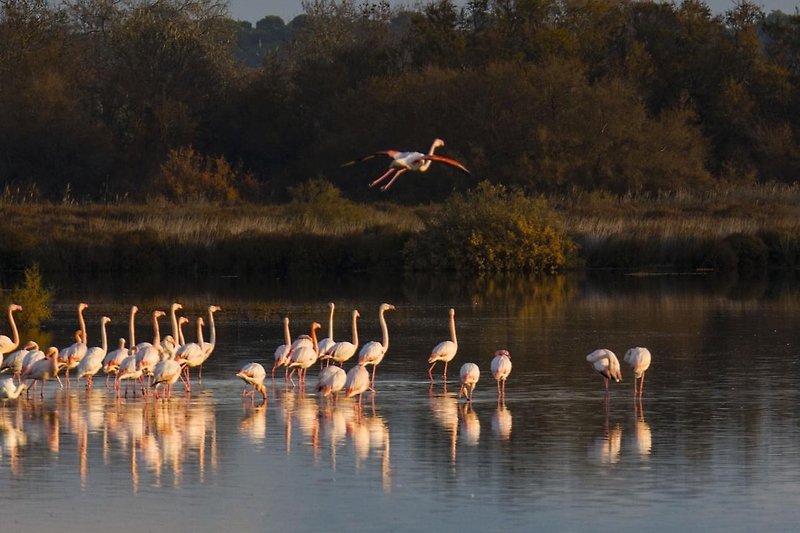 Eine idyllische Landschaft mit Flamingos, Wasser im Naturschutzgebiet in Portiragnes Plage