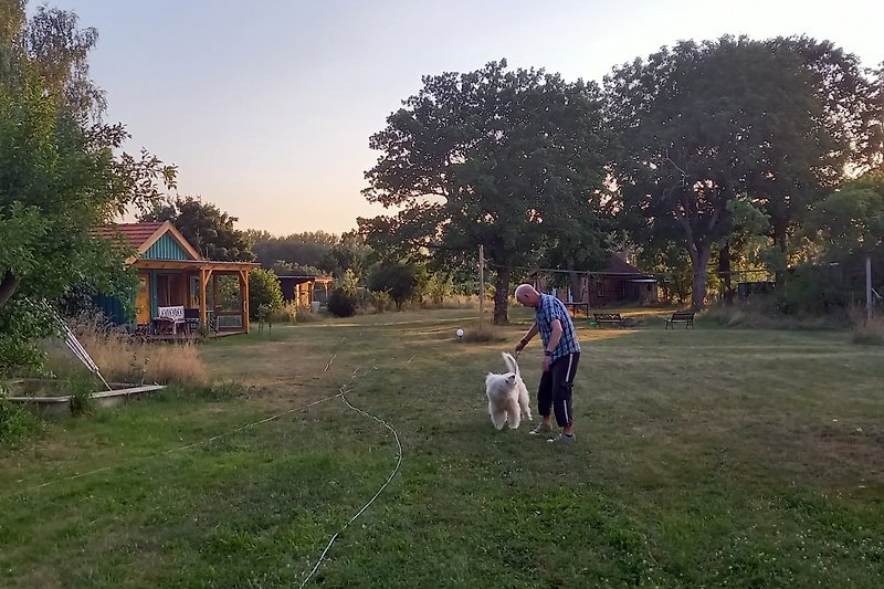 Schöner Garten mit entspanntem Hund und weitem Horizont.