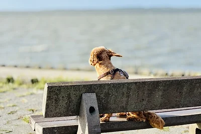 Ferienhaus 6 Pers.,Hunde willkommen
