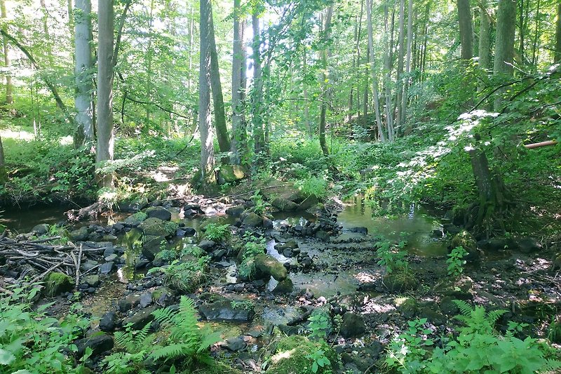 Borecky stream on the property