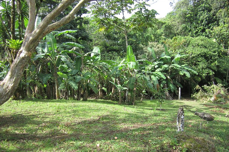 Tropischer Garten mit Palmen, Bäumen und Gras.