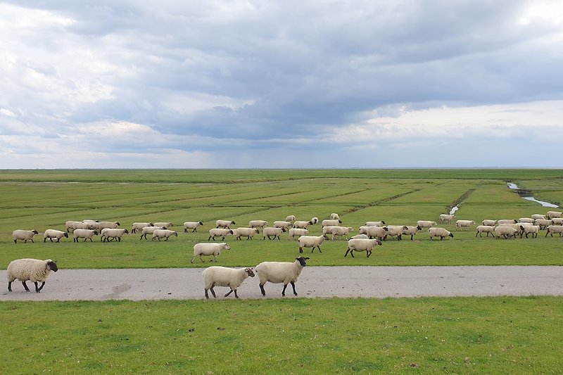 Schafe in den Wattwiesen auf dem Weg nach Hause