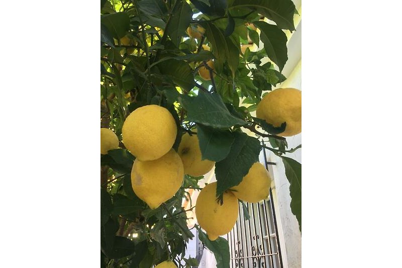 Unsere Zitronen