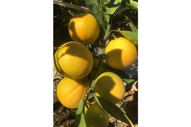 Erste Ernte unserer Orangen