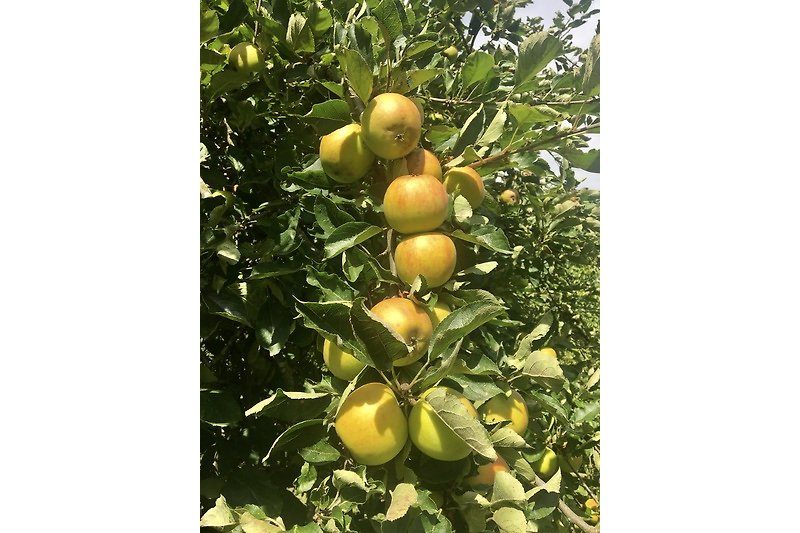 Cox Orange -  einer unserer zahlreichen Apfelbäume.