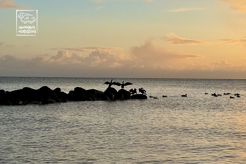 Enten trocknen ihr Gefieder in der aufgehenden Sonne  am Strand von Brodau.