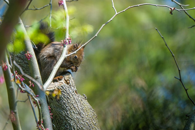 Une photo de la nature avec une végétation luxuriante et un écureuil.