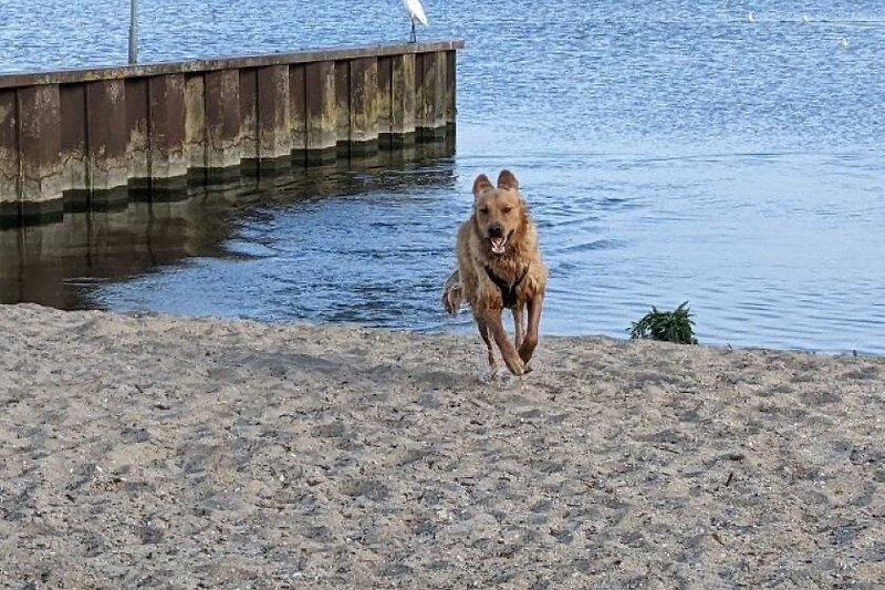 Schönes Ferienhaus am See mit Hund und Strand.