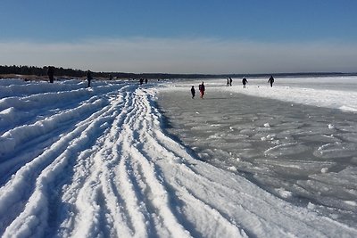 Strandaster