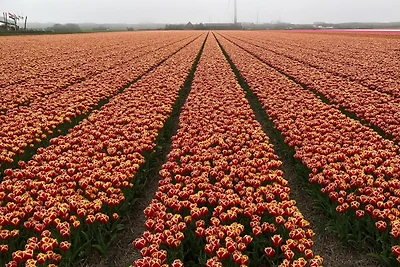 Het Eiland