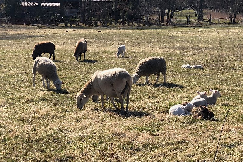 Schafe und andere Tiere gehören zum Dorfbild dazu.