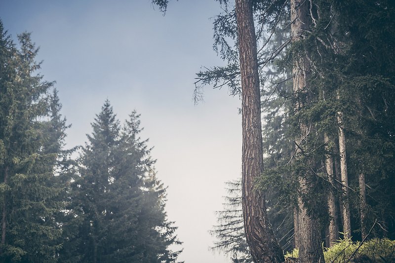 Schöner Winterwald mit frostigen Bäumen und Nebel.