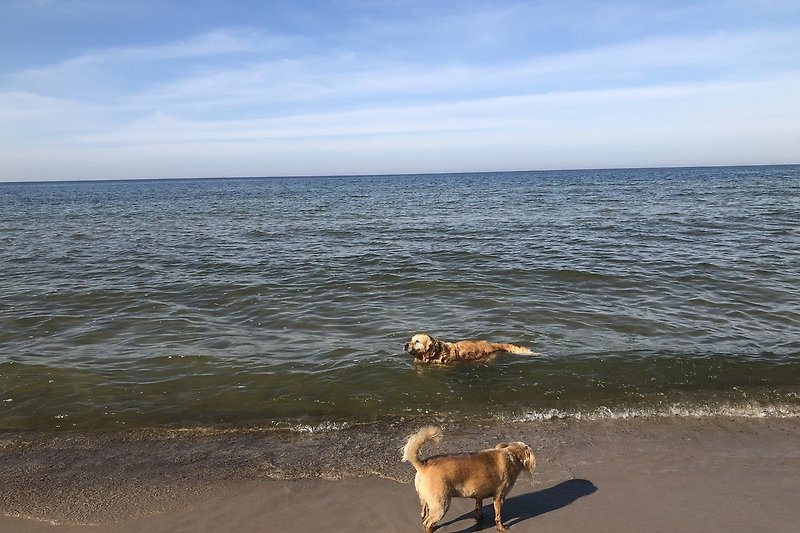 Piękny widok na plażę, morze i psa bawiącego się na piasku.