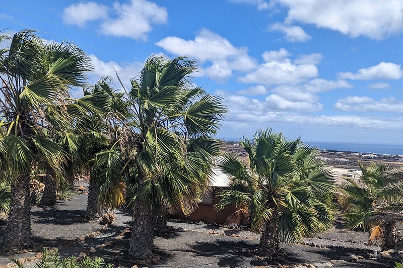 Wunderschöne Palmen mit Blick auf das Meer.