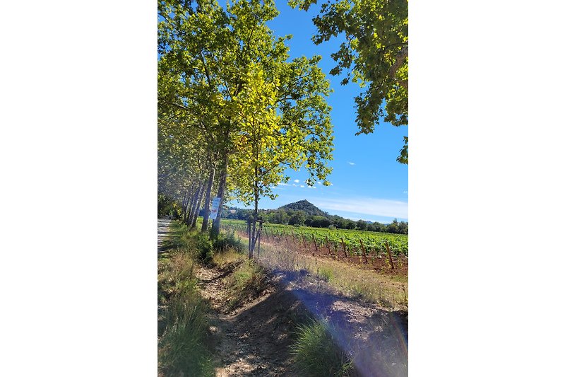 Typische Landschaft mit Weinfeldern