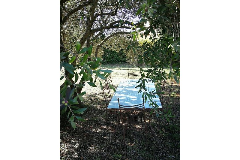 großer gemeinschaftlicher Esstisch auf dem Gelände unter dem Olivenbaum