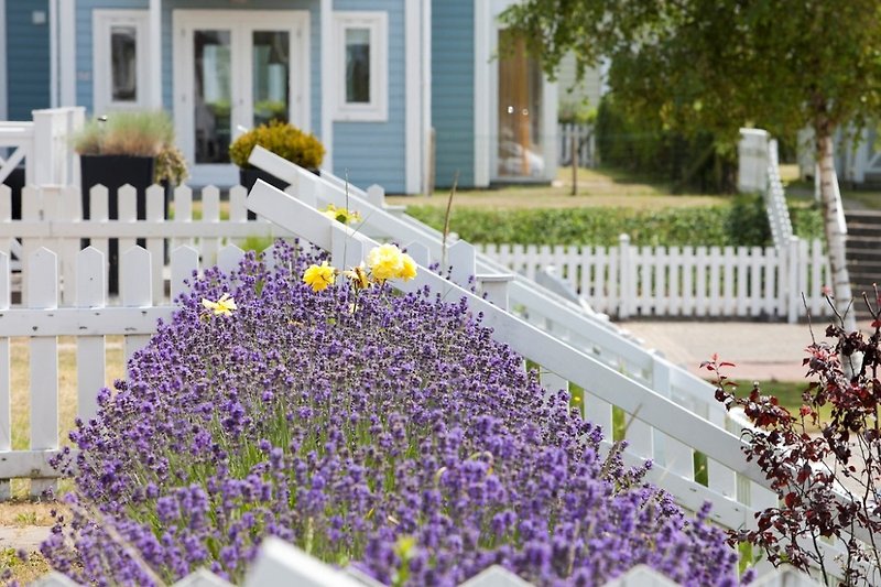 Schöner Garten mit lila Blumen, grünem Gras und einem violetten Zaun.