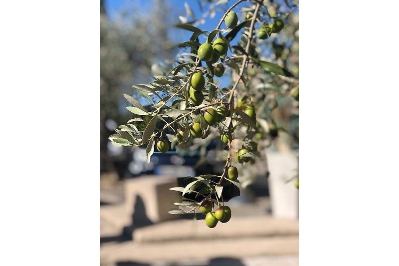 Weltberühmten Oliven aus Nyons.