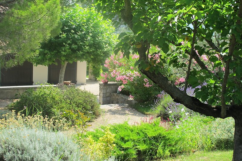 Vorgarten mit blühenden Pflanzen und Obstäumen.